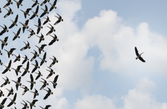 Onafhankelijke hosting